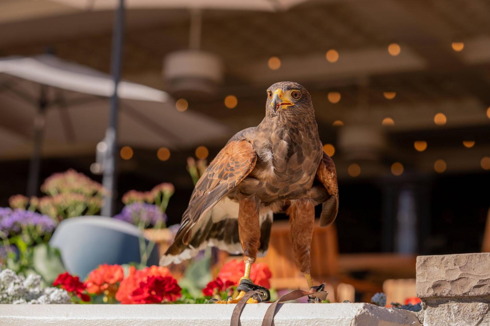 The Phoenician, A Luxury Collection Resort, Scottsdale Eksteriør billede
